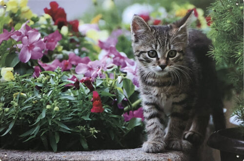 Retro metalen bord vlak - Kitten bloemen